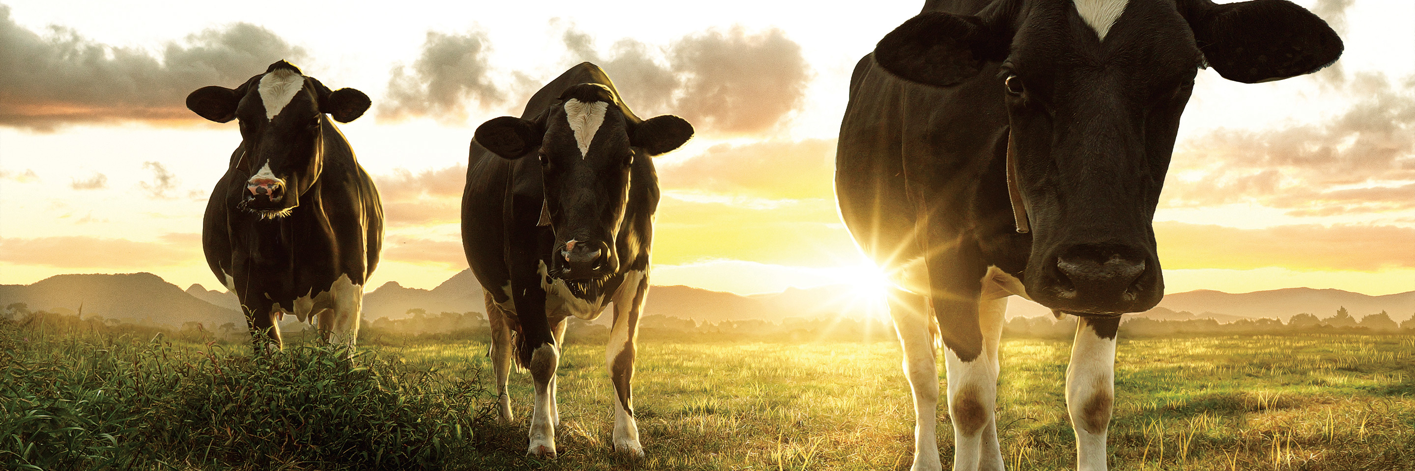 Cows in sunset