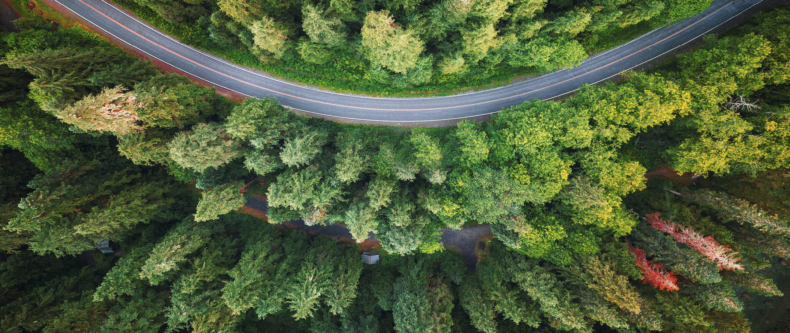 Forst and road from above