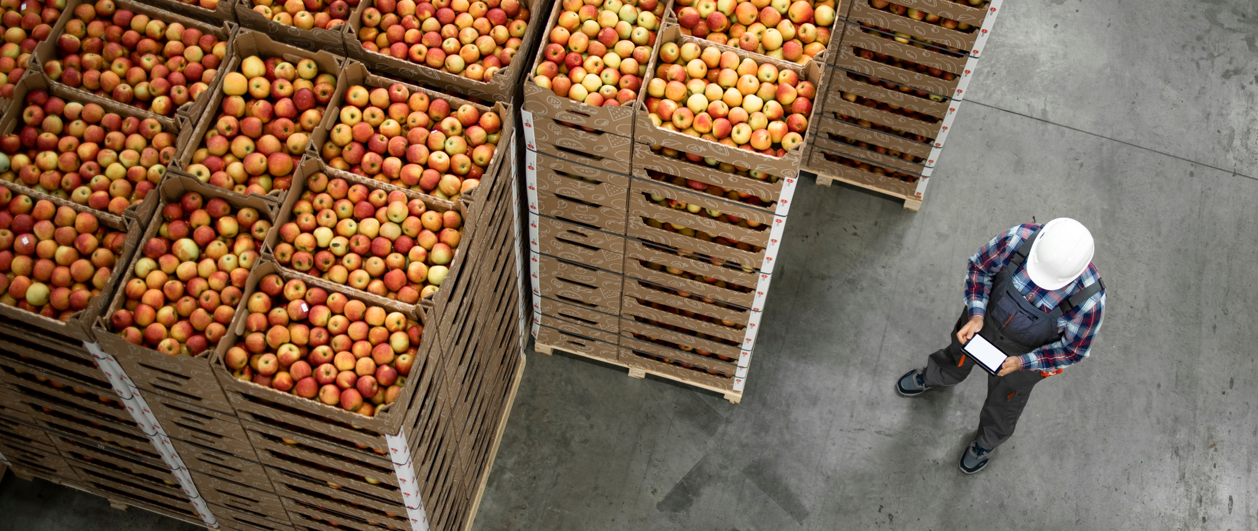 Apples in boxes, man standing with Ipad